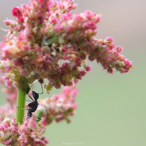 Fauna