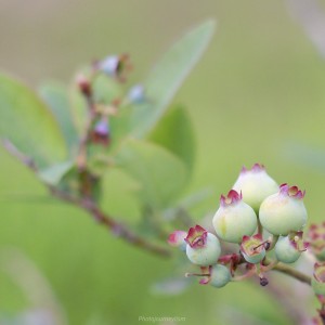 blueberry.jpg