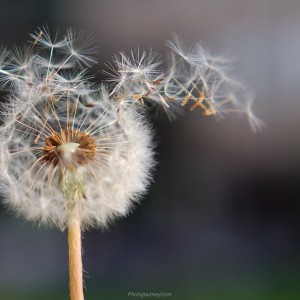 Flora