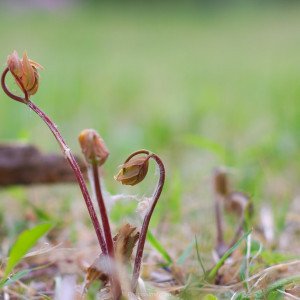Sprout