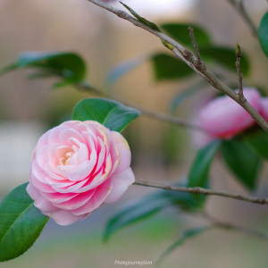 Camellia japonica.jpg