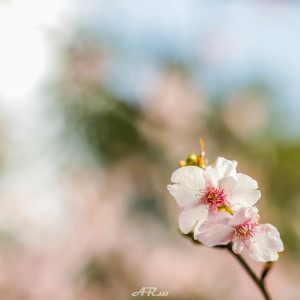 Sakura