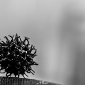 Sweetgum seed pod