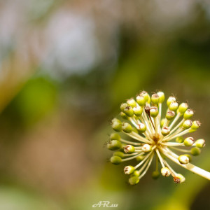 Japanese Aralia