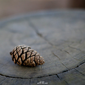 Pinecone