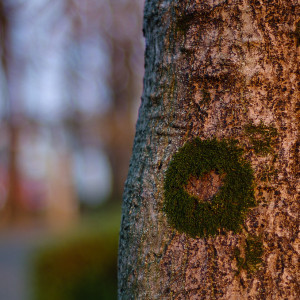 Moss